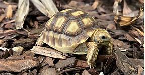 How Long Do Tortoises Live for as Pets?