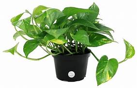 Are Pothos Pet Safe?