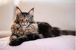 Maine Coon Cats: Are They Good Pets?