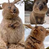 Can You Keep a Quokka as a Pet?