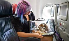 Can Pets Fly with You?