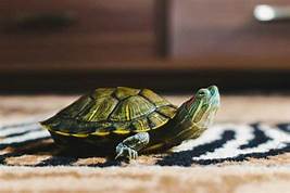How Long Can a Pet Turtle Go Without Eating?