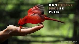 Can You Keep Cardinals as Pets?