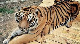 Can You Get a Tiger as a Pet?