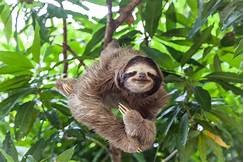 Can You Have a Pet Sloth in the US?