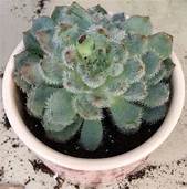 Are Succulents Safe for Pets?