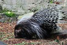Can Porcupines be Pets?