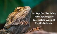Do Reptiles Like Being Pet?