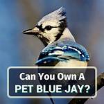 Can You Keep a Blue Jay as a Pet?