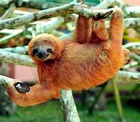 Can You Keep a Sloth as a Pet?
