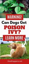 Can Pets Get Poison Ivy?