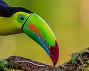 Do Toucans Make Good Pets?