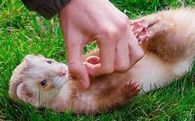 Can You Have a Ferret as a Pet in California?