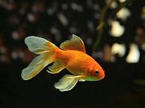 Are Goldfish Good Pets?