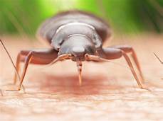 Can Bed Bugs Feed on Pets?