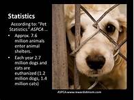 How Many Pets are Abused Each Year in the US?