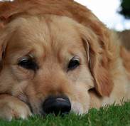 Do Dogs Grieve the Loss of Another Pet?