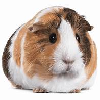 How Much Are Guinea Pigs at Pet Supplies Plus?