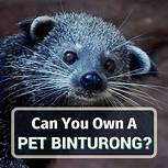 Can You Have a Binturong as a Pet?