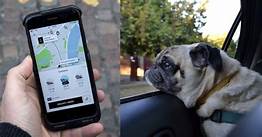 Are Pets Allowed in Uber?