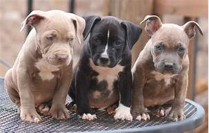 Are Pitbulls Good Pets?