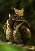 Can you have a Great Eared Nightjar as a Pet?