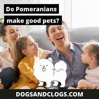 Do Pomeranians Make Good Pets?