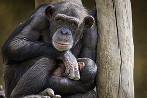 How to Get a Pet Chimpanzee
