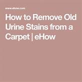 How to Remove Urine Stains from Carpet: Pet Edition