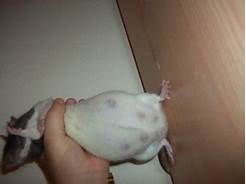 How to Tell if Your Pet Rat Is Pregnant