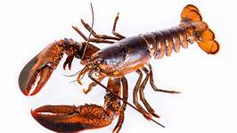 Are Lobsters Good Pets?