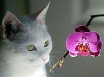 Are Orchids Safe for Pets?