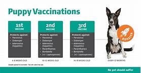 How Much Are Vaccinations at Vets for Pets?