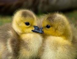 How to Take Care of Ducklings as Pets