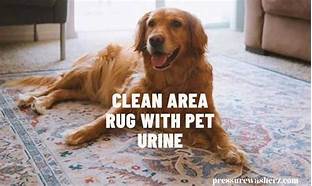 How to Clean a Large Area Rug with Pet Urine
