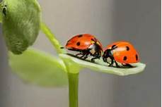 Can you keep ladybugs as pets?