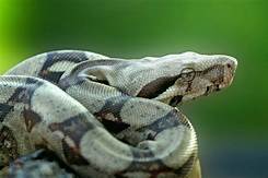 Can a Pet Boa Constrictor Kill You?