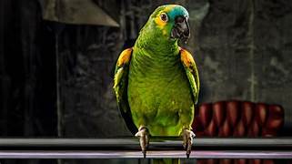 How Long Do Pet Parrots Live?
