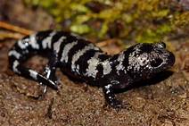 Can You Keep a Wild Salamander as a Pet?