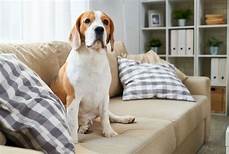 How to Remove Pet Dander