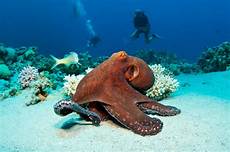 How Much is an Octopus Pet?
