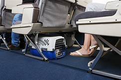 How to Add a Pet to Your American Airlines Flight