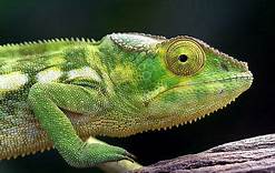 How Long Do Chameleons Live As Pets?