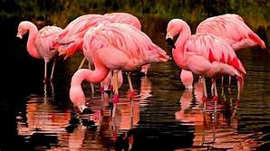 Can You Have a Flamingo as a Pet?