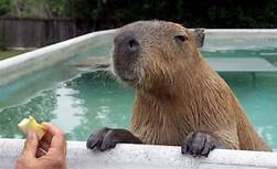 Can a Capybara Be a Pet?