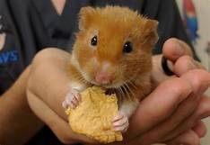 How to Care for a Hamster as a Pet