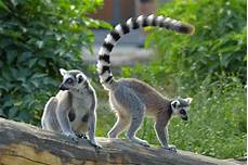 Can a Lemur Be a Pet? Understanding the Complexities of Primate Ownership