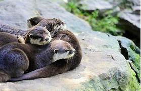 How Much Are Otters As Pets?