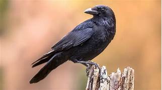 How Can I Get A Pet Crow?