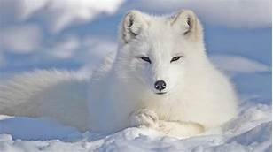 Can Arctic Foxes Be Pets?